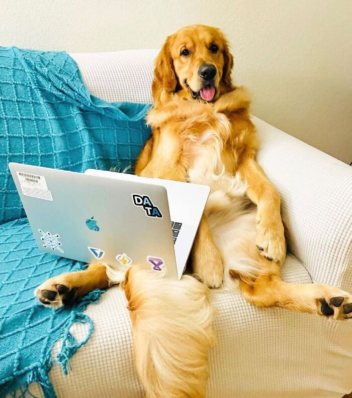 59 Adorable Dogs Who Look Like They’ve Had Too Many Meetings That Could’ve Been Emails As Shared By This Page 59 Adorable Dogs Who Look Like They’ve Had Too Many Meetings That Could’ve Been Emails As Shared By This Page
