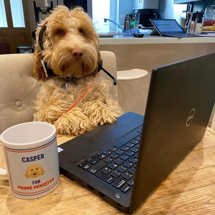 59 Adorable Dogs Who Look Like They’ve Had Too Many Meetings That Could’ve Been Emails As Shared By This Page 59 Adorable Dogs Who Look Like They’ve Had Too Many Meetings That Could’ve Been Emails As Shared By This Page