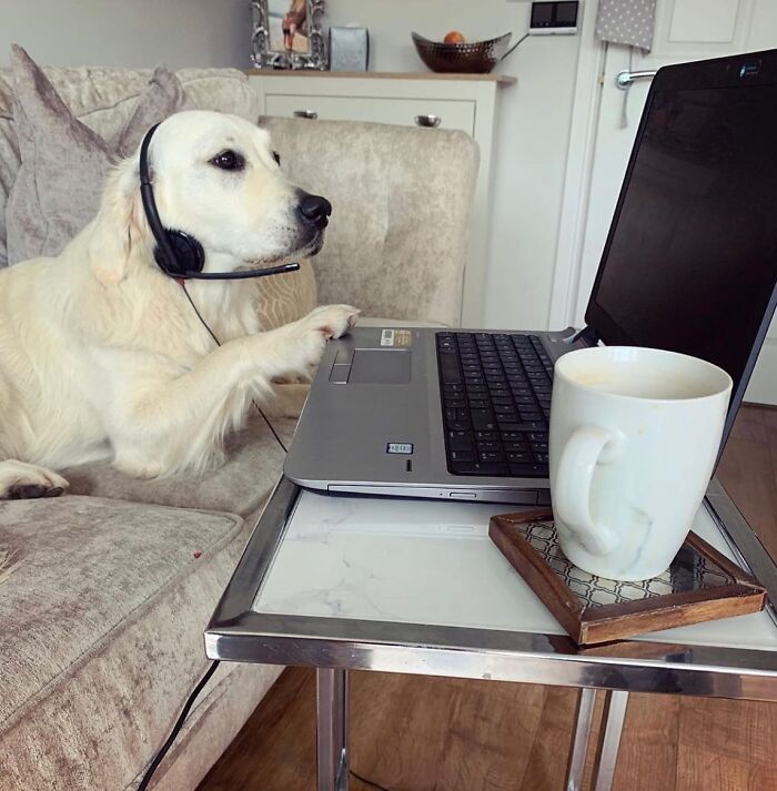 59 Adorable Dogs Who Look Like They’ve Had Too Many Meetings That Could’ve Been Emails As Shared By This Page 59 Adorable Dogs Who Look Like They’ve Had Too Many Meetings That Could’ve Been Emails As Shared By This Page
