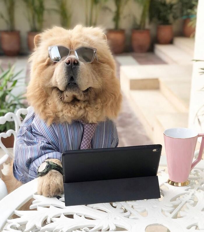 59 Adorable Dogs Who Look Like They’ve Had Too Many Meetings That Could’ve Been Emails As Shared By This Page 59 Adorable Dogs Who Look Like They’ve Had Too Many Meetings That Could’ve Been Emails As Shared By This Page