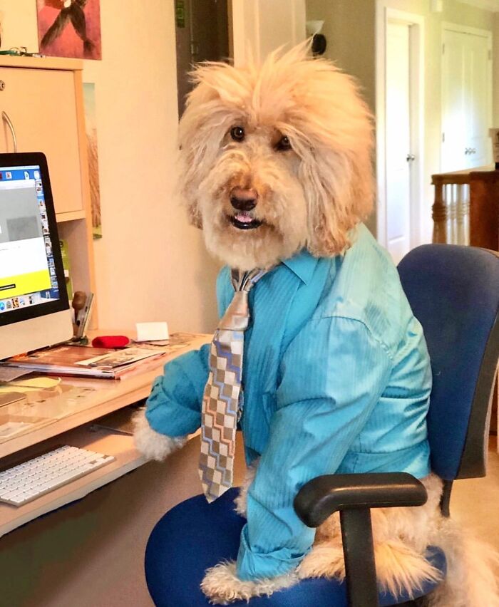 59 Adorable Dogs Who Look Like They’ve Had Too Many Meetings That Could’ve Been Emails As Shared By This Page 59 Adorable Dogs Who Look Like They’ve Had Too Many Meetings That Could’ve Been Emails As Shared By This Page