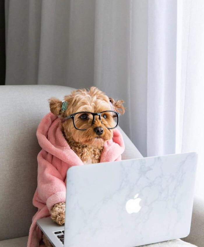 59 Adorable Dogs Who Look Like They’ve Had Too Many Meetings That Could’ve Been Emails As Shared By This Page 59 Adorable Dogs Who Look Like They’ve Had Too Many Meetings That Could’ve Been Emails As Shared By This Page