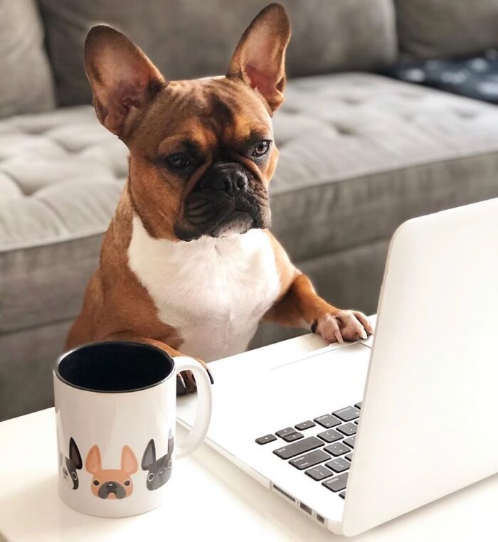 59 Adorable Dogs Who Look Like They’ve Had Too Many Meetings That Could’ve Been Emails As Shared By This Page 59 Adorable Dogs Who Look Like They’ve Had Too Many Meetings That Could’ve Been Emails As Shared By This Page