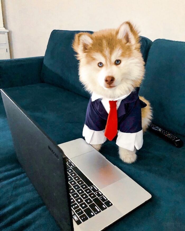 59 Adorable Dogs Who Look Like They’ve Had Too Many Meetings That Could’ve Been Emails As Shared By This Page 59 Adorable Dogs Who Look Like They’ve Had Too Many Meetings That Could’ve Been Emails As Shared By This Page