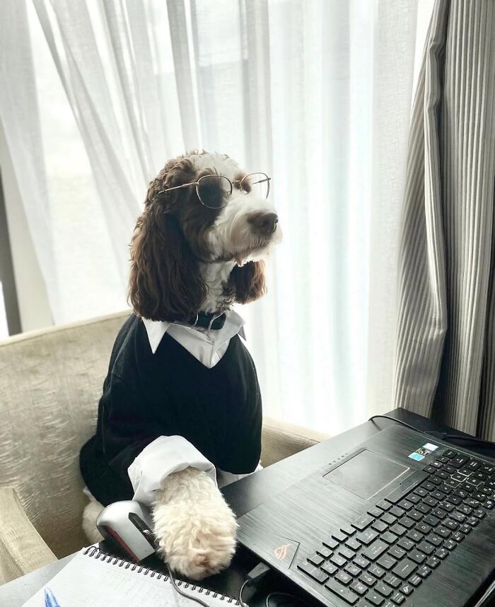 59 Adorable Dogs Who Look Like They’ve Had Too Many Meetings That Could’ve Been Emails As Shared By This Page 59 Adorable Dogs Who Look Like They’ve Had Too Many Meetings That Could’ve Been Emails As Shared By This Page
