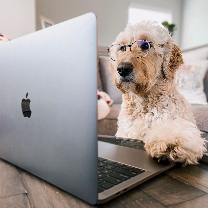 59 Adorable Dogs Who Look Like They’ve Had Too Many Meetings That Could’ve Been Emails As Shared By This Page 59 Adorable Dogs Who Look Like They’ve Had Too Many Meetings That Could’ve Been Emails As Shared By This Page