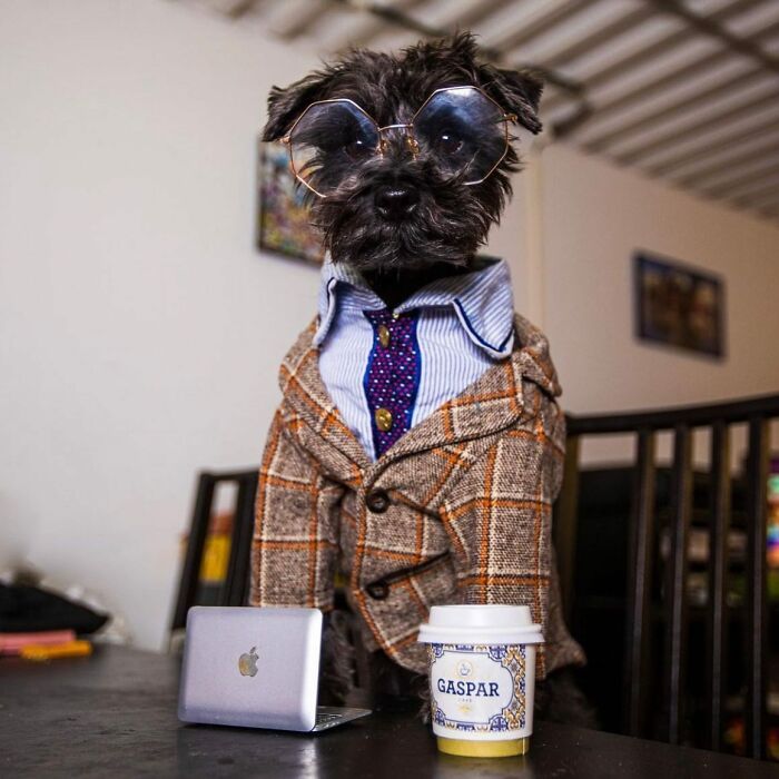 59 Adorable Dogs Who Look Like They’ve Had Too Many Meetings That Could’ve Been Emails As Shared By This Page 59 Adorable Dogs Who Look Like They’ve Had Too Many Meetings That Could’ve Been Emails As Shared By This Page