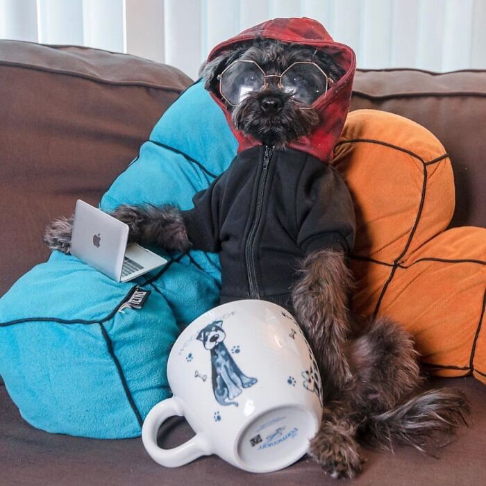 59 Adorable Dogs Who Look Like They’ve Had Too Many Meetings That Could’ve Been Emails As Shared By This Page 59 Adorable Dogs Who Look Like They’ve Had Too Many Meetings That Could’ve Been Emails As Shared By This Page