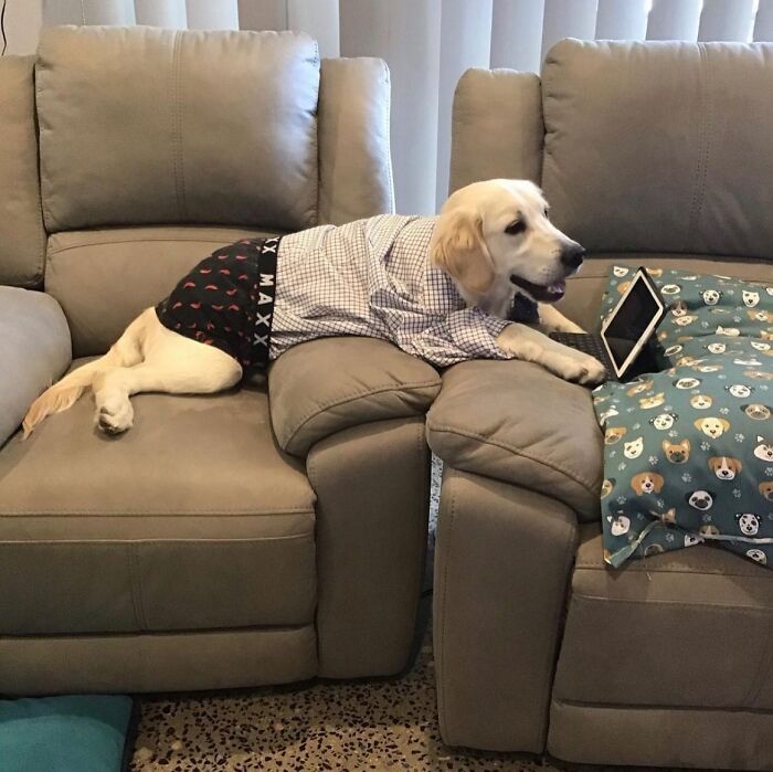59 Adorable Dogs Who Look Like They’ve Had Too Many Meetings That Could’ve Been Emails As Shared By This Page 59 Adorable Dogs Who Look Like They’ve Had Too Many Meetings That Could’ve Been Emails As Shared By This Page