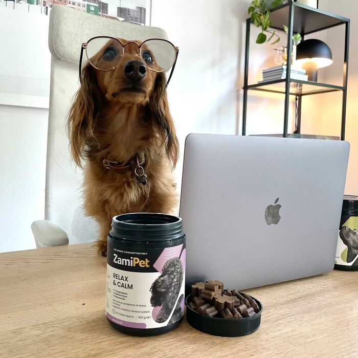 59 Adorable Dogs Who Look Like They’ve Had Too Many Meetings That Could’ve Been Emails As Shared By This Page 59 Adorable Dogs Who Look Like They’ve Had Too Many Meetings That Could’ve Been Emails As Shared By This Page