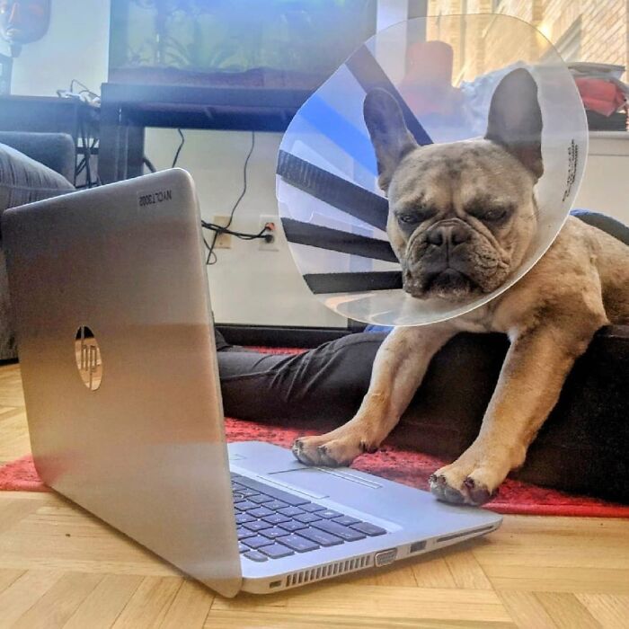59 Adorable Dogs Who Look Like They’ve Had Too Many Meetings That Could’ve Been Emails As Shared By This Page 59 Adorable Dogs Who Look Like They’ve Had Too Many Meetings That Could’ve Been Emails As Shared By This Page