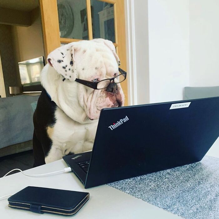 59 Adorable Dogs Who Look Like They’ve Had Too Many Meetings That Could’ve Been Emails As Shared By This Page 59 Adorable Dogs Who Look Like They’ve Had Too Many Meetings That Could’ve Been Emails As Shared By This Page