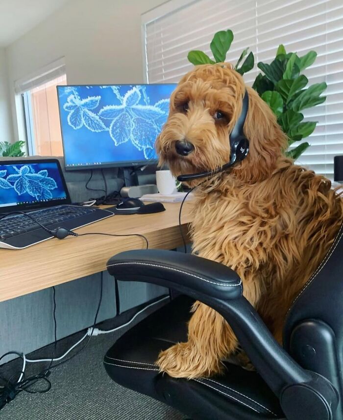 59 Adorable Dogs Who Look Like They’ve Had Too Many Meetings That Could’ve Been Emails As Shared By This Page 59 Adorable Dogs Who Look Like They’ve Had Too Many Meetings That Could’ve Been Emails As Shared By This Page