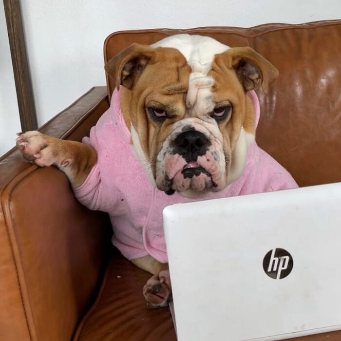 59 Adorable Dogs Who Look Like They’ve Had Too Many Meetings That Could’ve Been Emails As Shared By This Page 59 Adorable Dogs Who Look Like They’ve Had Too Many Meetings That Could’ve Been Emails As Shared By This Page