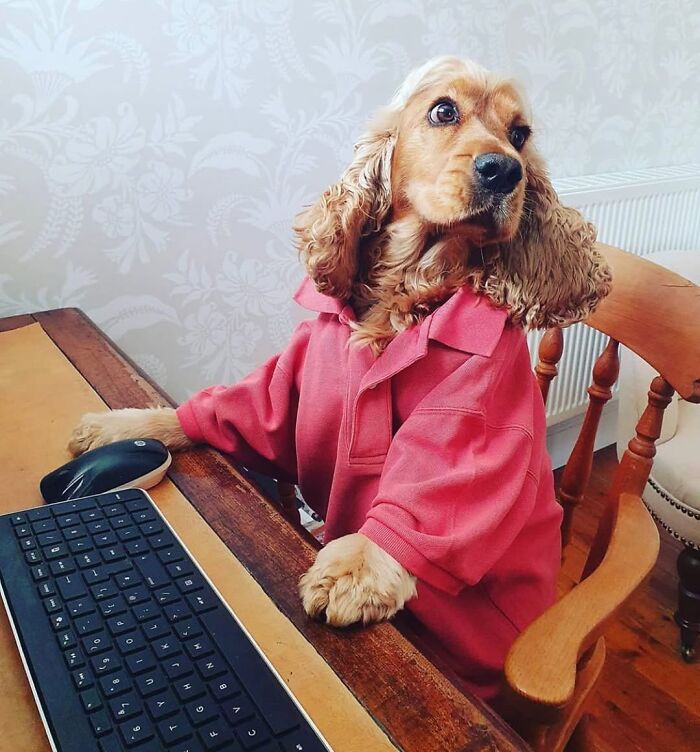 59 Adorable Dogs Who Look Like They’ve Had Too Many Meetings That Could’ve Been Emails As Shared By This Page 59 Adorable Dogs Who Look Like They’ve Had Too Many Meetings That Could’ve Been Emails As Shared By This Page