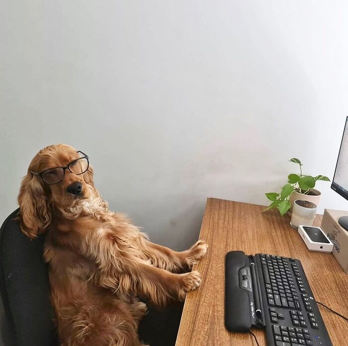 59 Adorable Dogs Who Look Like They’ve Had Too Many Meetings That Could’ve Been Emails As Shared By This Page 59 Adorable Dogs Who Look Like They’ve Had Too Many Meetings That Could’ve Been Emails As Shared By This Page