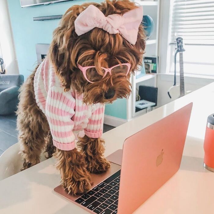 59 Adorable Dogs Who Look Like They’ve Had Too Many Meetings That Could’ve Been Emails As Shared By This Page 59 Adorable Dogs Who Look Like They’ve Had Too Many Meetings That Could’ve Been Emails As Shared By This Page