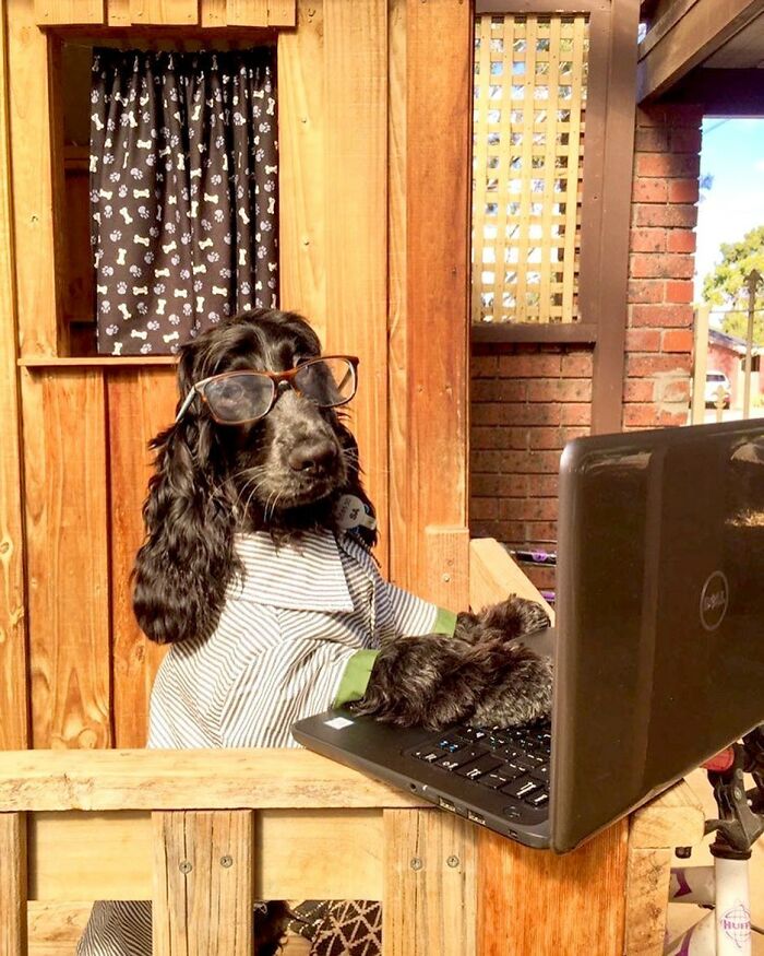 59 Adorable Dogs Who Look Like They’ve Had Too Many Meetings That Could’ve Been Emails As Shared By This Page 59 Adorable Dogs Who Look Like They’ve Had Too Many Meetings That Could’ve Been Emails As Shared By This Page