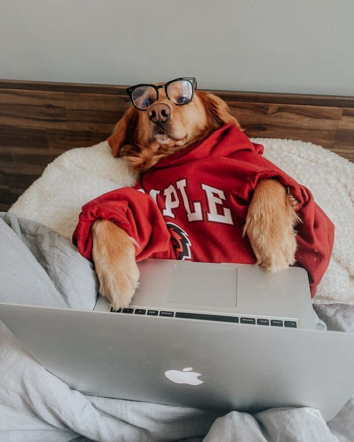59 Adorable Dogs Who Look Like They’ve Had Too Many Meetings That Could’ve Been Emails As Shared By This Page 59 Adorable Dogs Who Look Like They’ve Had Too Many Meetings That Could’ve Been Emails As Shared By This Page