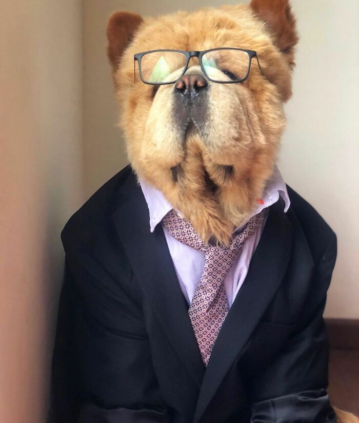 59 Adorable Dogs Who Look Like They’ve Had Too Many Meetings That Could’ve Been Emails As Shared By This Page 59 Adorable Dogs Who Look Like They’ve Had Too Many Meetings That Could’ve Been Emails As Shared By This Page