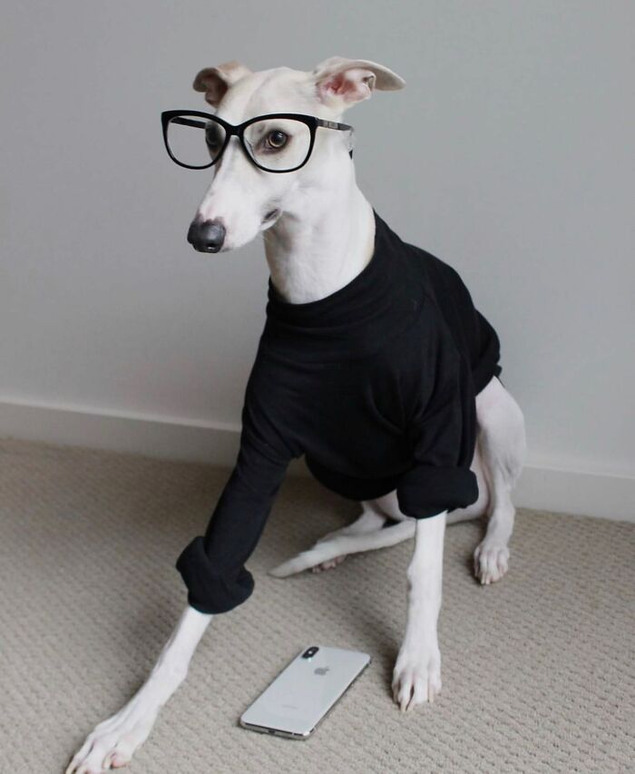 59 Adorable Dogs Who Look Like They’ve Had Too Many Meetings That Could’ve Been Emails As Shared By This Page 59 Adorable Dogs Who Look Like They’ve Had Too Many Meetings That Could’ve Been Emails As Shared By This Page