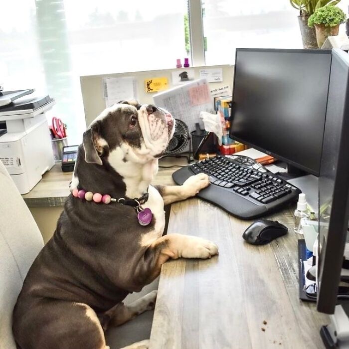 59 Adorable Dogs Who Look Like They’ve Had Too Many Meetings That Could’ve Been Emails As Shared By This Page 59 Adorable Dogs Who Look Like They’ve Had Too Many Meetings That Could’ve Been Emails As Shared By This Page