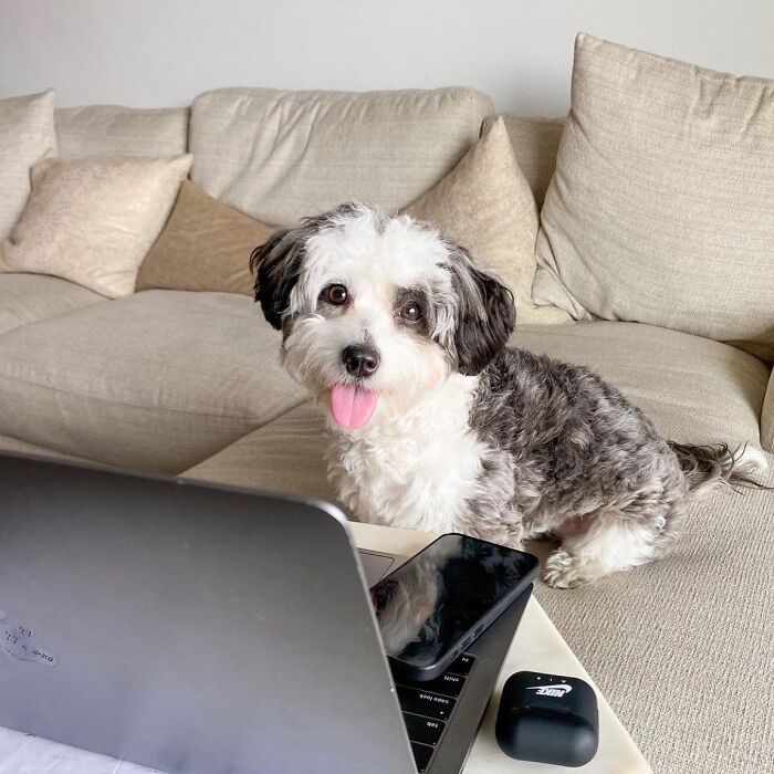 59 Adorable Dogs Who Look Like They’ve Had Too Many Meetings That Could’ve Been Emails As Shared By This Page 59 Adorable Dogs Who Look Like They’ve Had Too Many Meetings That Could’ve Been Emails As Shared By This Page