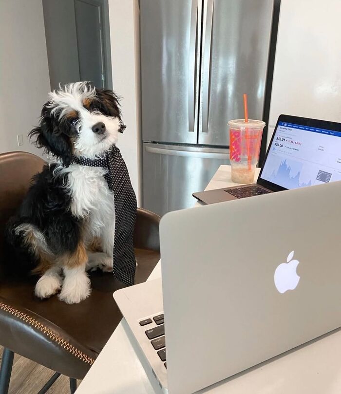 59 Adorable Dogs Who Look Like They’ve Had Too Many Meetings That Could’ve Been Emails As Shared By This Page 59 Adorable Dogs Who Look Like They’ve Had Too Many Meetings That Could’ve Been Emails As Shared By This Page