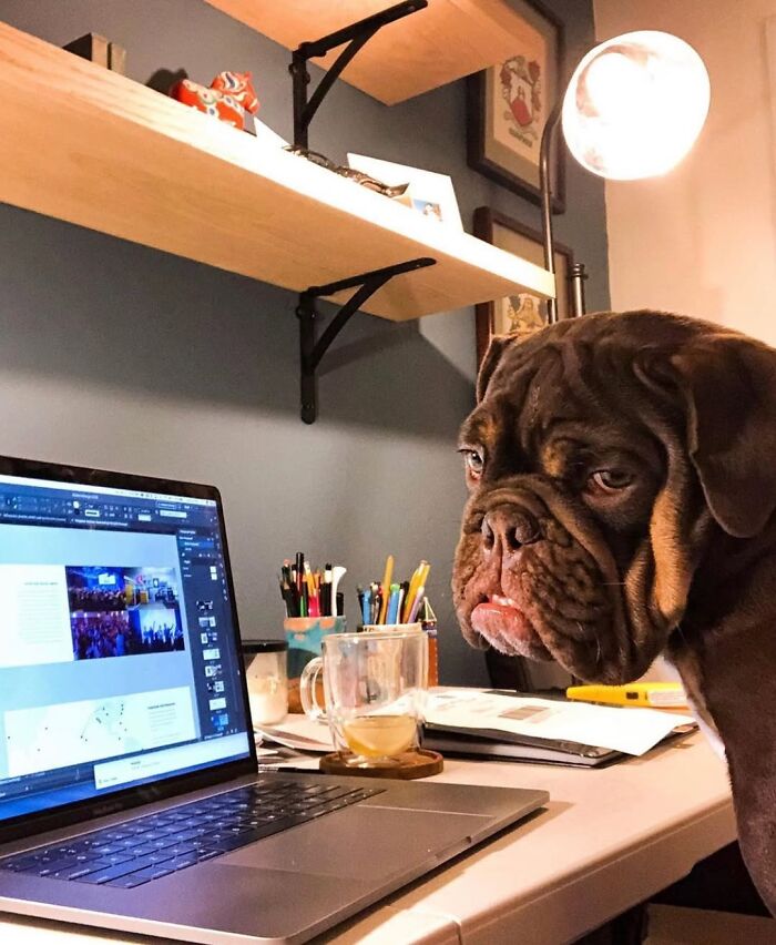 59 Adorable Dogs Who Look Like They’ve Had Too Many Meetings That Could’ve Been Emails As Shared By This Page 59 Adorable Dogs Who Look Like They’ve Had Too Many Meetings That Could’ve Been Emails As Shared By This Page