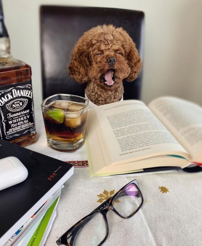 59 Adorable Dogs Who Look Like They’ve Had Too Many Meetings That Could’ve Been Emails As Shared By This Page 59 Adorable Dogs Who Look Like They’ve Had Too Many Meetings That Could’ve Been Emails As Shared By This Page