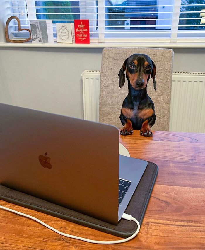 59 Adorable Dogs Who Look Like They’ve Had Too Many Meetings That Could’ve Been Emails As Shared By This Page 59 Adorable Dogs Who Look Like They’ve Had Too Many Meetings That Could’ve Been Emails As Shared By This Page