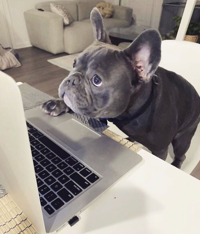 59 Adorable Dogs Who Look Like They’ve Had Too Many Meetings That Could’ve Been Emails As Shared By This Page 59 Adorable Dogs Who Look Like They’ve Had Too Many Meetings That Could’ve Been Emails As Shared By This Page