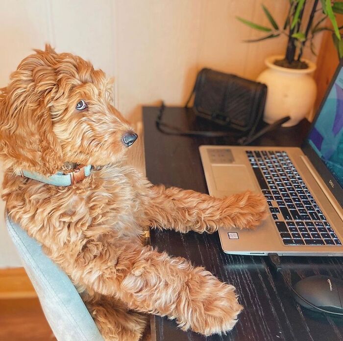 59 Adorable Dogs Who Look Like They’ve Had Too Many Meetings That Could’ve Been Emails As Shared By This Page 59 Adorable Dogs Who Look Like They’ve Had Too Many Meetings That Could’ve Been Emails As Shared By This Page