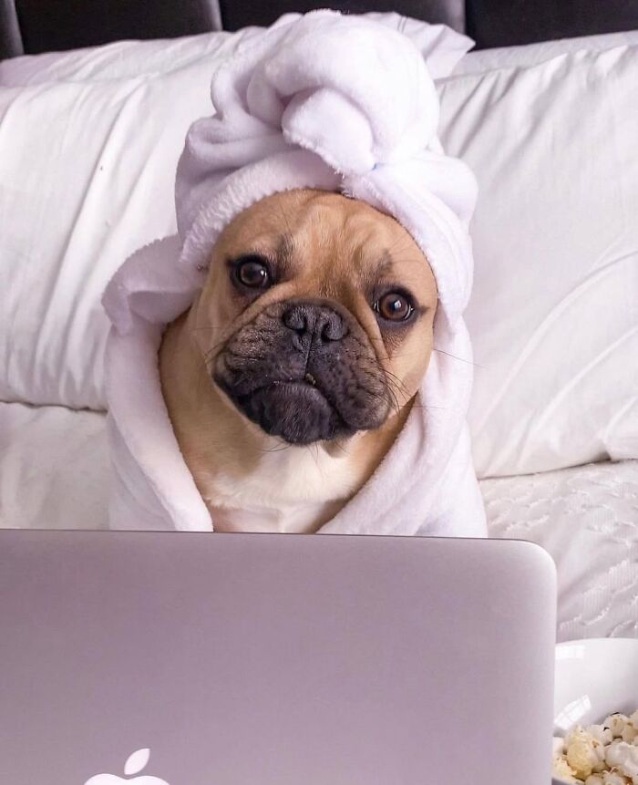59 Adorable Dogs Who Look Like They’ve Had Too Many Meetings That Could’ve Been Emails As Shared By This Page 59 Adorable Dogs Who Look Like They’ve Had Too Many Meetings That Could’ve Been Emails As Shared By This Page
