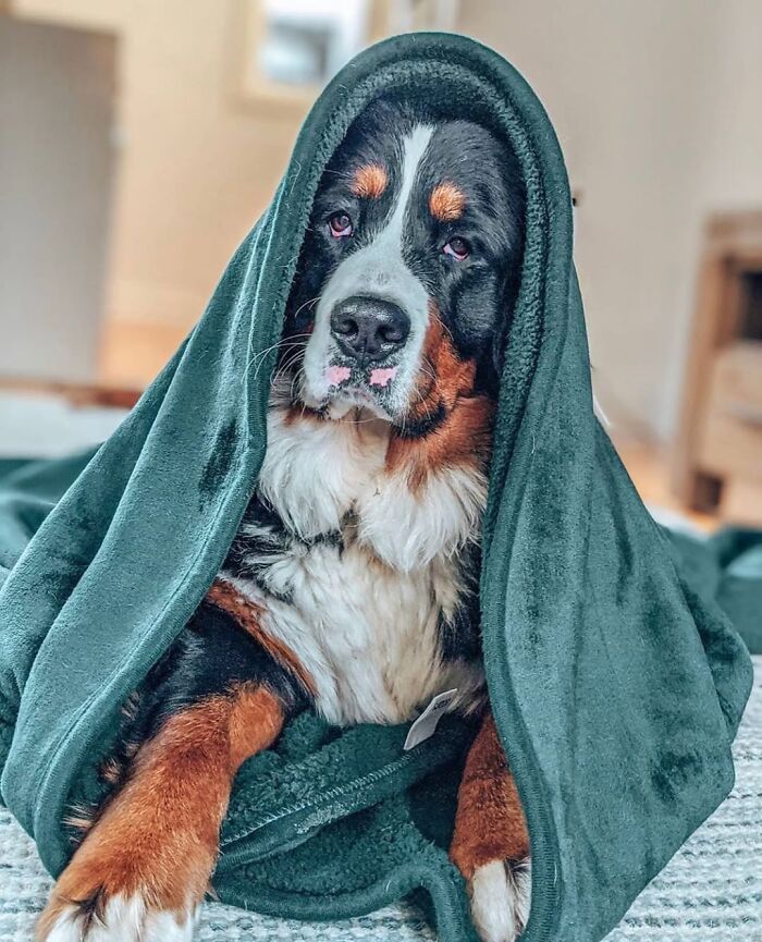 59 Adorable Dogs Who Look Like They’ve Had Too Many Meetings That Could’ve Been Emails As Shared By This Page 59 Adorable Dogs Who Look Like They’ve Had Too Many Meetings That Could’ve Been Emails As Shared By This Page