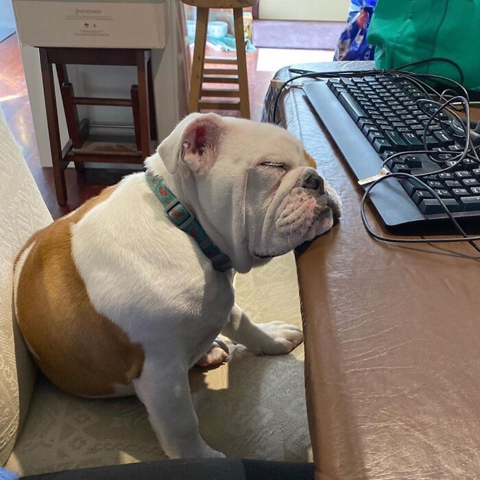 59 Adorable Dogs Who Look Like They’ve Had Too Many Meetings That Could’ve Been Emails As Shared By This Page 59 Adorable Dogs Who Look Like They’ve Had Too Many Meetings That Could’ve Been Emails As Shared By This Page