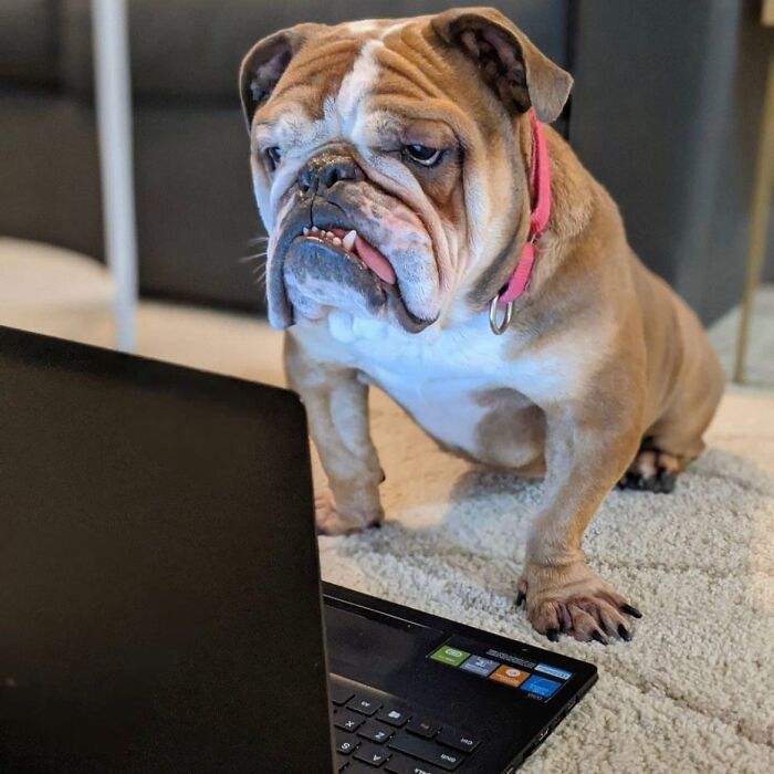 59 Adorable Dogs Who Look Like They’ve Had Too Many Meetings That Could’ve Been Emails As Shared By This Page 59 Adorable Dogs Who Look Like They’ve Had Too Many Meetings That Could’ve Been Emails As Shared By This Page