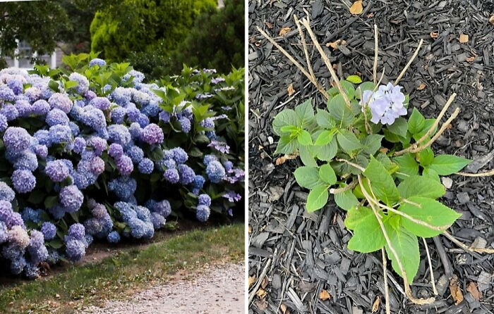 65 Side-By-Side Pics Making Showing How Disappointing Reality Is 65 Side-By-Side Pics Making Showing How Disappointing Reality Is