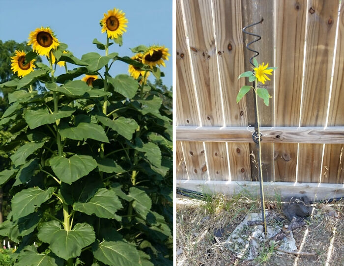 65 Side-By-Side Pics Making Showing How Disappointing Reality Is 65 Side-By-Side Pics Making Showing How Disappointing Reality Is