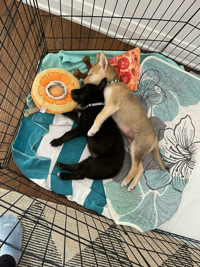 From Surviving To Living: 59 Before And After Pics Of Rescue Dogs Who Found Their Forever Homes (March Edition) From Surviving To Living: 59 Before And After Pics Of Rescue Dogs Who Found Their Forever Homes (March Edition)