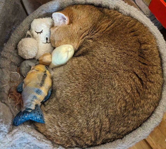 From Surviving To Living: 59 Before And After Pics Of Rescue Dogs Who Found Their Forever Homes (March Edition) From Surviving To Living: 59 Before And After Pics Of Rescue Dogs Who Found Their Forever Homes (March Edition)