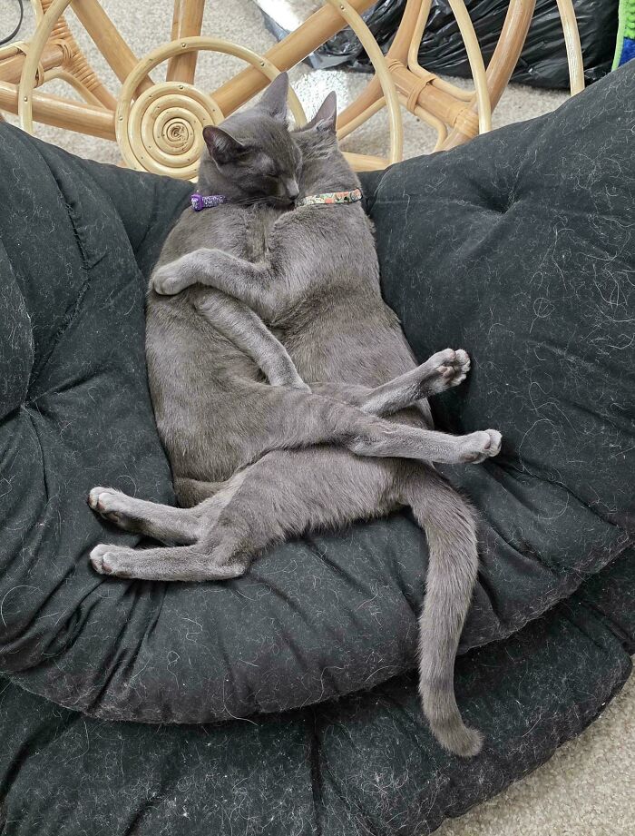 From Surviving To Living: 59 Before And After Pics Of Rescue Dogs Who Found Their Forever Homes (March Edition) From Surviving To Living: 59 Before And After Pics Of Rescue Dogs Who Found Their Forever Homes (March Edition)