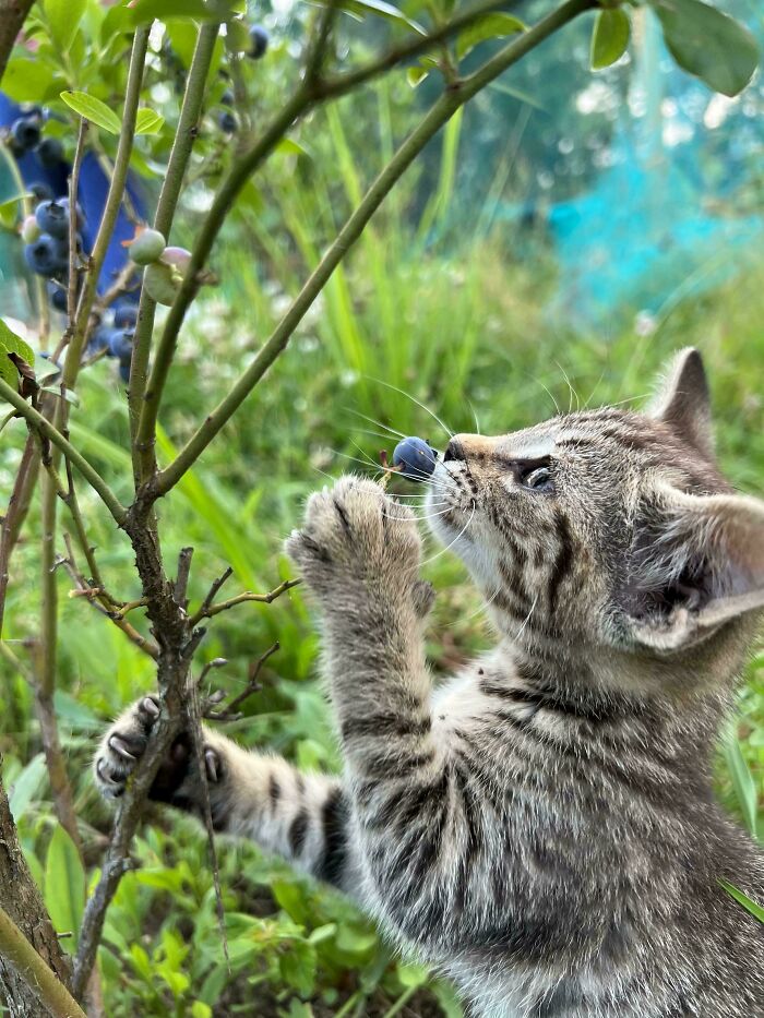 From Surviving To Living: 59 Before And After Pics Of Rescue Dogs Who Found Their Forever Homes (March Edition) From Surviving To Living: 59 Before And After Pics Of Rescue Dogs Who Found Their Forever Homes (March Edition)