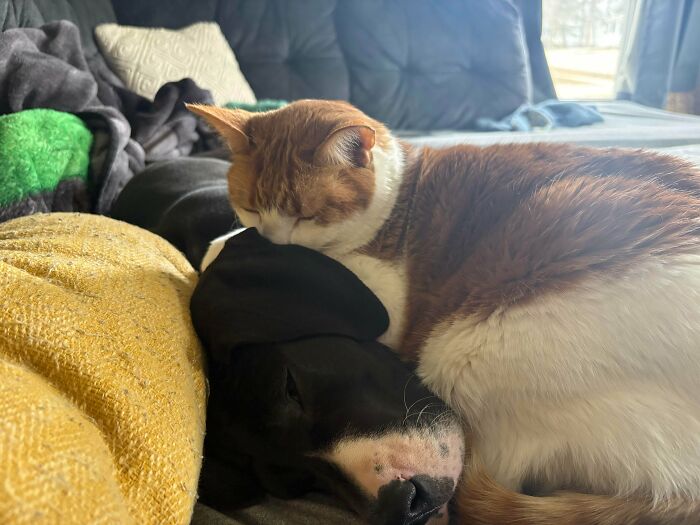 From Surviving To Living: 59 Before And After Pics Of Rescue Dogs Who Found Their Forever Homes (March Edition) From Surviving To Living: 59 Before And After Pics Of Rescue Dogs Who Found Their Forever Homes (March Edition)