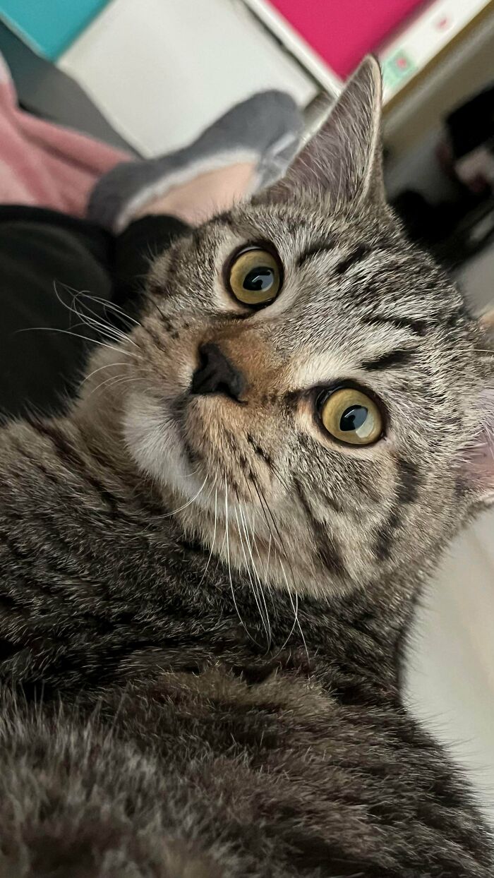 From Surviving To Living: 59 Before And After Pics Of Rescue Dogs Who Found Their Forever Homes (March Edition) From Surviving To Living: 59 Before And After Pics Of Rescue Dogs Who Found Their Forever Homes (March Edition)