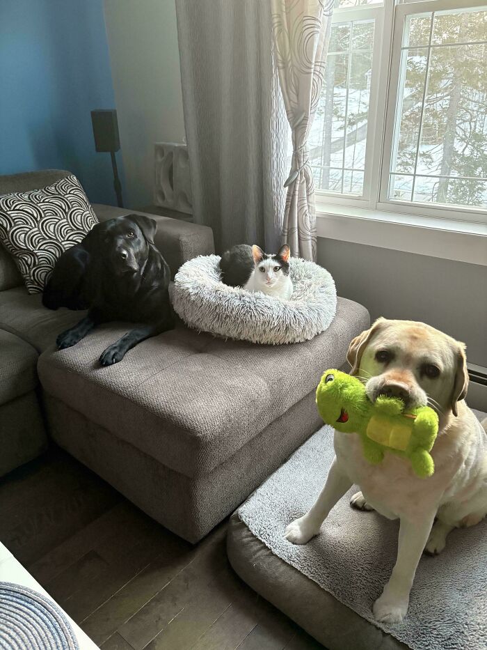 From Surviving To Living: 59 Before And After Pics Of Rescue Dogs Who Found Their Forever Homes (March Edition) From Surviving To Living: 59 Before And After Pics Of Rescue Dogs Who Found Their Forever Homes (March Edition)