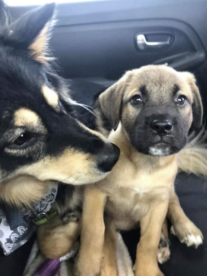 From Surviving To Living: 59 Before And After Pics Of Rescue Dogs Who Found Their Forever Homes (March Edition) From Surviving To Living: 59 Before And After Pics Of Rescue Dogs Who Found Their Forever Homes (March Edition)