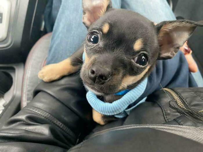 From Surviving To Living: 59 Before And After Pics Of Rescue Dogs Who Found Their Forever Homes (March Edition) From Surviving To Living: 59 Before And After Pics Of Rescue Dogs Who Found Their Forever Homes (March Edition)