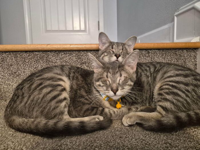 From Surviving To Living: 59 Before And After Pics Of Rescue Dogs Who Found Their Forever Homes (March Edition) From Surviving To Living: 59 Before And After Pics Of Rescue Dogs Who Found Their Forever Homes (March Edition)