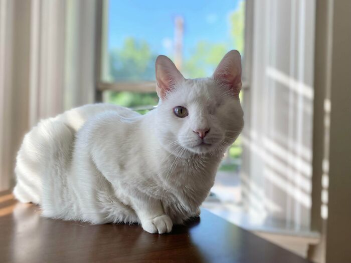 From Surviving To Living: 59 Before And After Pics Of Rescue Dogs Who Found Their Forever Homes (March Edition) From Surviving To Living: 59 Before And After Pics Of Rescue Dogs Who Found Their Forever Homes (March Edition)